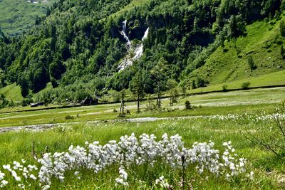 Scenic view of flowering trees in forest