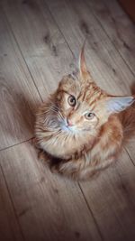 domestic animals