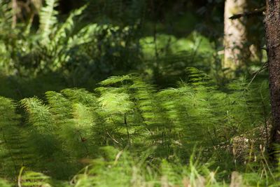 Close-up of fern in forest