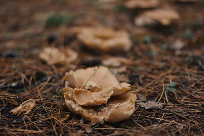 Close-up of mushroom growing on field