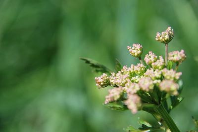 Close-up of flowering plant