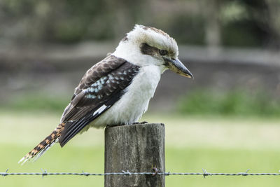 Close-up of bird perching on wooden post