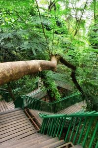 Staircase in forest