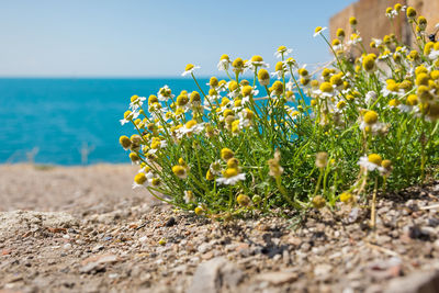 Daisies on the background of the sea close-up in selective focus. blurred pastel summer background