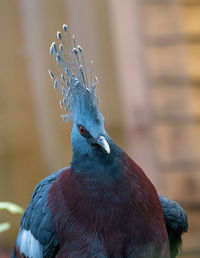 Close-up of a bird looking away