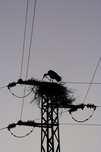 Low angle view of silhouette bird perching on cable against sky