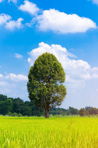 Scenic view of agricultural field against sky