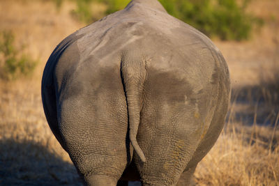 Rear view of rhino on field