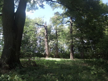 Trees in forest