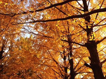 Low angle view of tree against sky during autumn