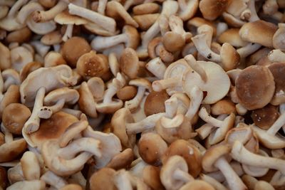 Full frame shot of mushrooms