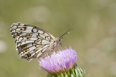 Close-up of butterfly pollinating on thistle