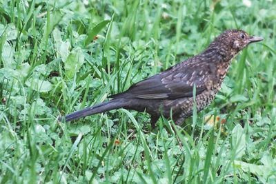 Close-up of a bird on grass