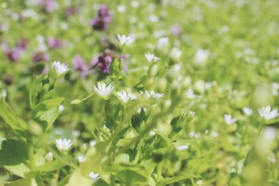 Close-up of flowering plants on field