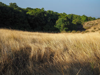 Scenic view of field against clear sky