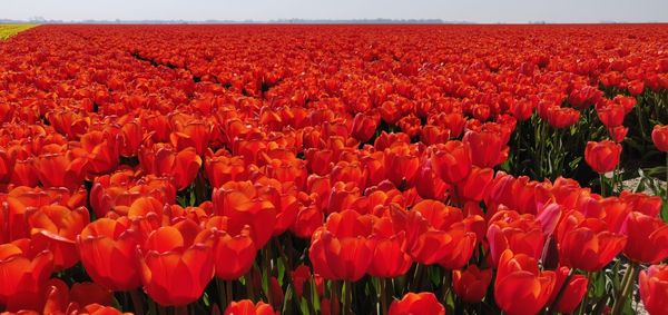 Red tulips in field