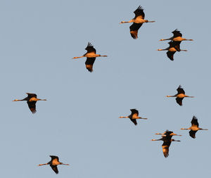 Low angle view of birds flying in sky