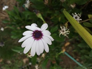 Close-up of white flowers blooming outdoors