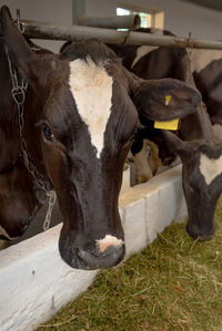 Close-up of tagged cows in dairy farm