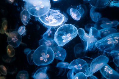Jellyfish swimming in sea