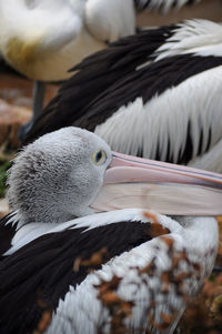 In this photo shows a portrait of a pelican's face and half beak