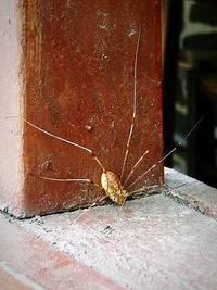 Close-up of insect