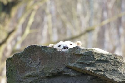 Polar bear by rock