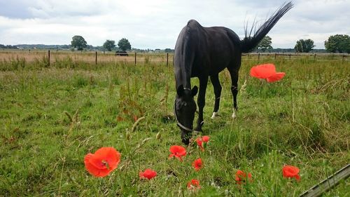 Full frame shot of red flowers growing in field