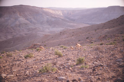 Majestic natural scenery of sde boker, a kibbutz city in the negev desert in southern israel.