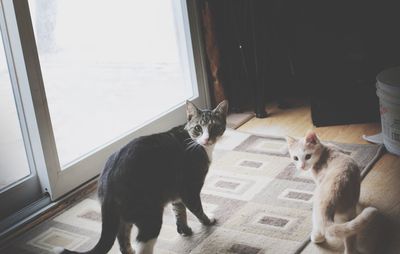 Portrait of a cat sitting on window