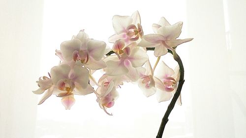 Close-up of pink flowers