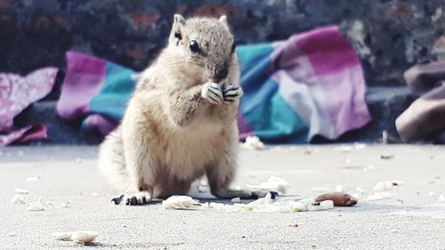 Low section of squirrel sitting outdoors