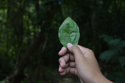 Cropped image of person holding plant