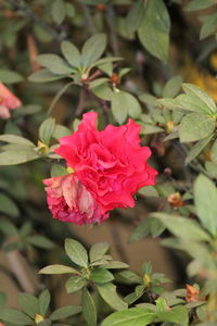 Close-up of pink rose blooming outdoors