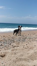 Dog on beach