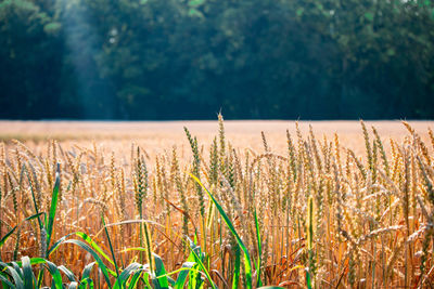 Close-up of stalks in field