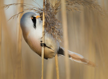 Close-up of bearded reedling perching outdoors