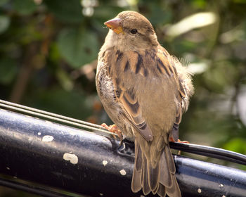 Close-up of bird perching on railing