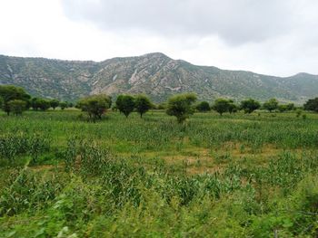 Scenic view of field against sky