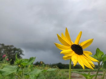 Close-up of sunflower against sky