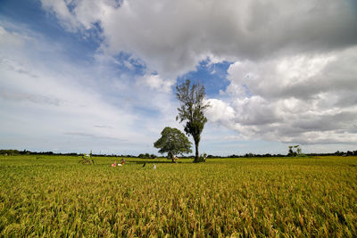 Scenic view of agricultural field against sky