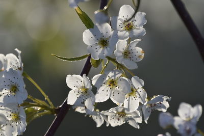 Close-up of white cherry blossoms in spring