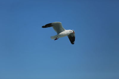 Low angle view of seagull flying against clear blue sky