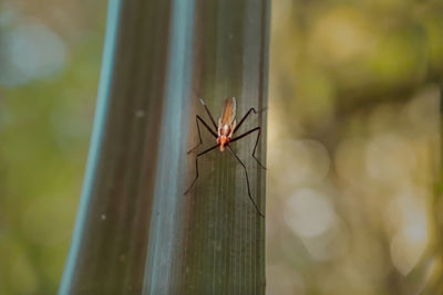 Close-up of spider