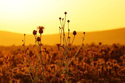 Close-up of plants growing in field against sky