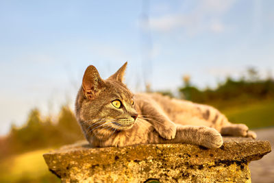 Close-up of cat