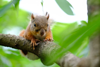 Squirrel on tree trunk