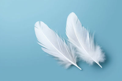 Close-up of feather against blue background