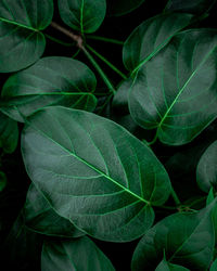 Full frame of green leaves pattern background, nature lush foliage leaf texture , tropical leaf