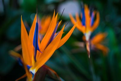 Close-up of flower blooming outdoors